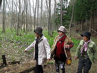 水芭蕉散策路