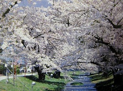 観音寺