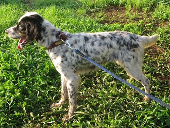 鳥獣犬らしく