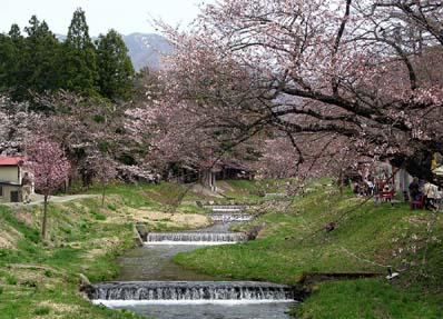 川辺の桜並木